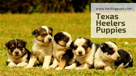 Texas Heeler Puppies Youtube