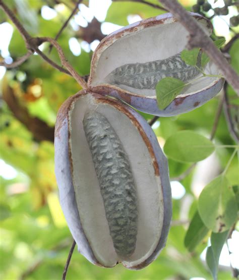 Fileakebia Quinata Fruits 0s1 Wikimedia Commons