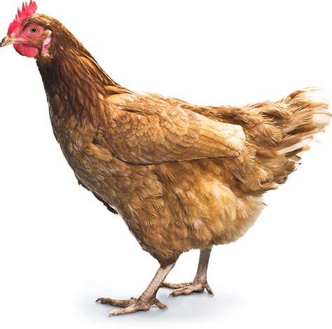 Chicken Png 7 Png All Png All
