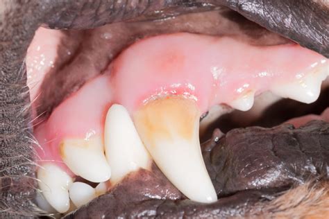 Dog Teeth Bleeding Causes And Treatment Northgate Vet