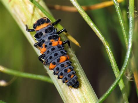 Recognizing Ladybug Larvaes And Beneficial Garden Bugs