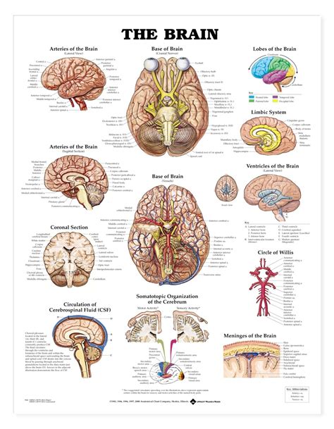 The Brain Anatomical Chart Anatomy Models And Anatomical