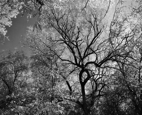 Grayscale Photography Of Trees · Free Stock Photo