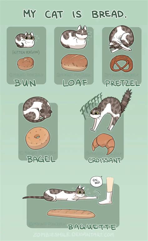 Cat Loaf Meaning 6 Cat Loafing Positions You Must Know