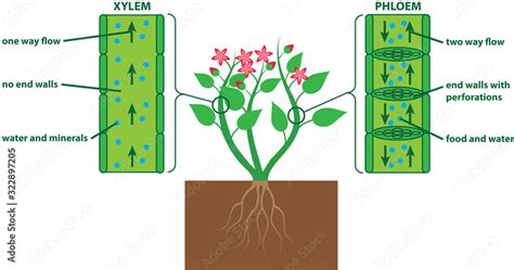 Plant Diagram Xylem And Phloem Stock Vektorgrafik Adobe Stock
