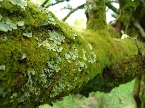 Moss And Lichen Wait Whats The Difference Canadian Museum Of Nature