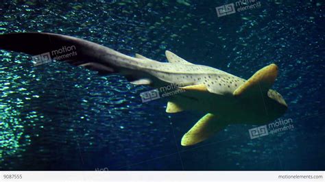 Spotted Shark Stock Video Footage 9087555