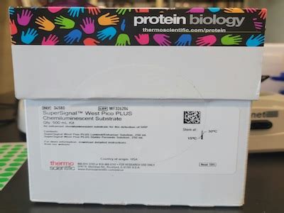 Highly Sensitive Substrate For Western Blot Biocompare Com Kit Reagent Review