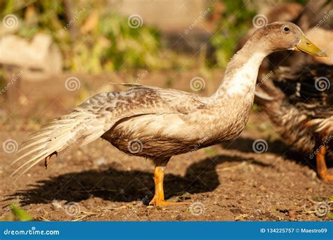 Duck Doing Stretching Stock Image Image Of Bird Beak 134225757