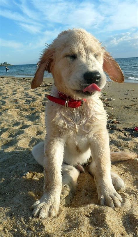 Camp fluppy puppy at the beach. Beach puppy | La Beℓℓe ℳystère | Beach Living | Pinterest | Beaches, So cute and Cute puppies
