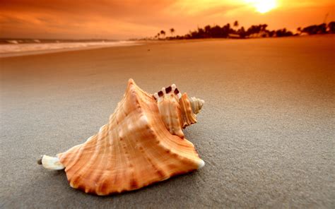 Sunset Sea Nature Sand Beach Waves Seashells Seashell Material