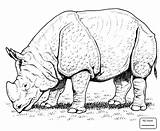 Rhino Line Drawing Getdrawings sketch template