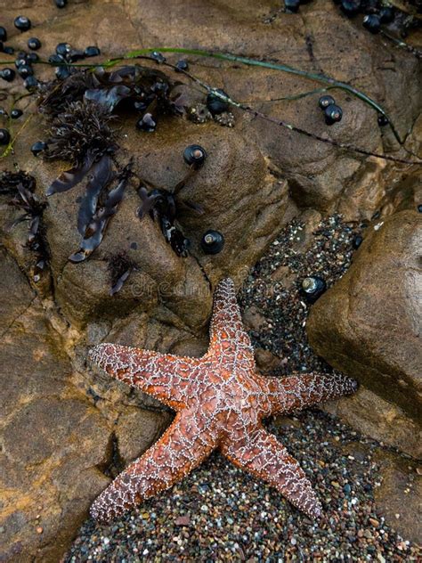 Starfish On Rocks Picture Image 2754954