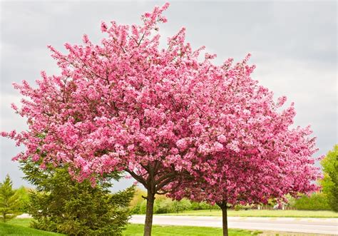 Ornamental trees ornamental trees are the big plants with woody stem having attractive foliages & charming flowers with fascinating graceful appearance. Types Of Ornamental Trees To Use In Landscaping ...