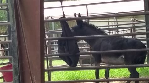 The wild ancestor of the donkey is the african wild ass, e. Donkey bray 12 - YouTube