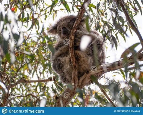 Cute Baby Koala On The Tree In The Jungle Stock Image Image Of