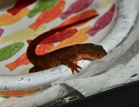 How To Care For Salamanders With Pictures Wikihow