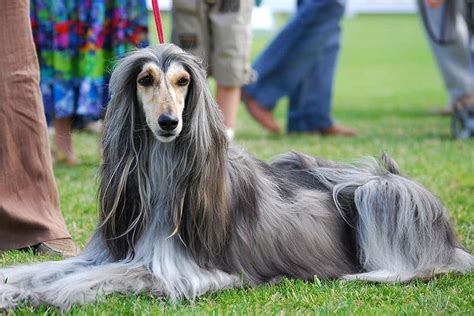 Afghan Hound Dog Breed Complete Guide A Z Animals