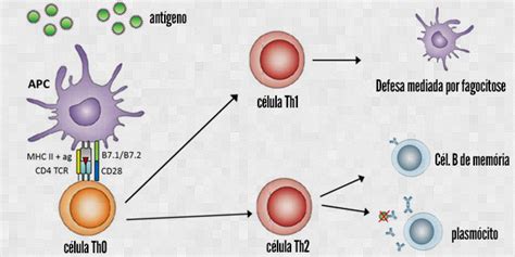 Linfócitos T CD4 Th1 e Th2 Biomedicina Padrão Imunologia