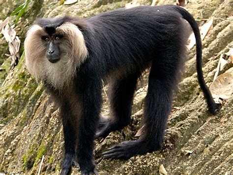 Rare Lion Tailed Macaque Sighted In Kaiga Forest Sahilonline