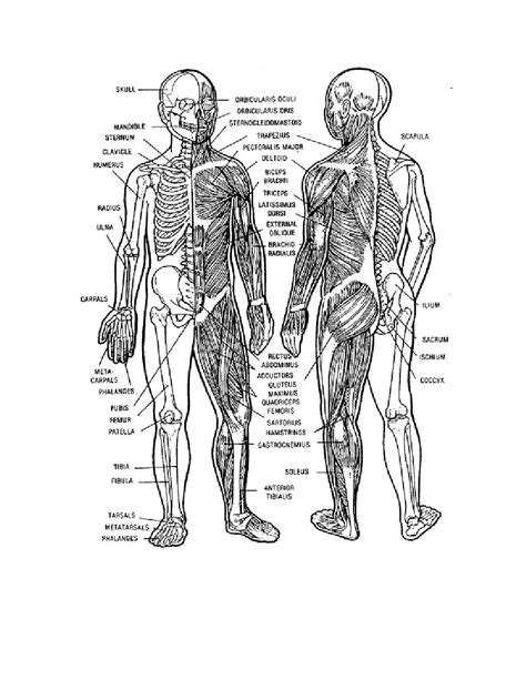 Figure 1 1 Musculoskeletal System Nursing Care Musculoskeletal System
