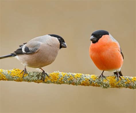 Courtship Behaviour In Birds Bird Spot