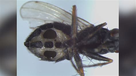 Newly Discovered Fungi Turn Flies Into Zombies And Devour Them From The