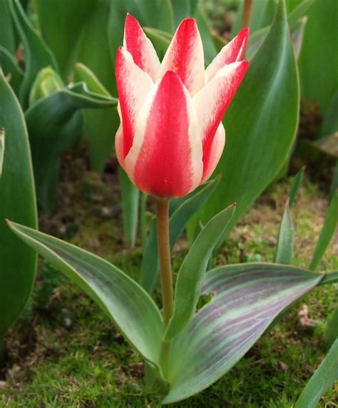 Tulipa Gesneriana Tulipán Id Plantae