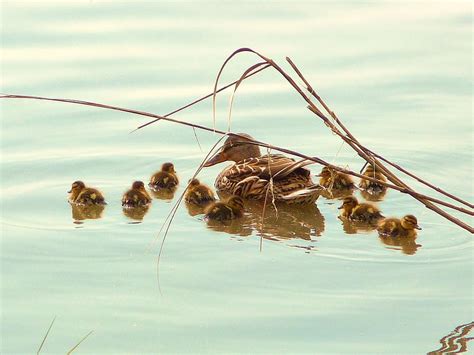 Mallard Ducklings Photograph By Stephanie Parks Pixels