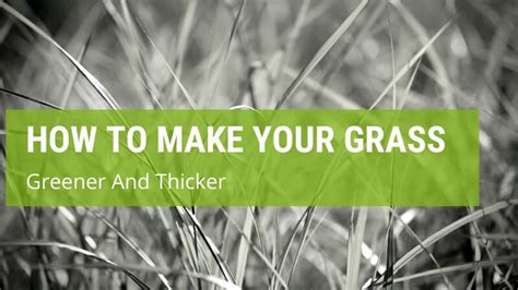 How To Make Your Grass Greener And Thicker Jack S Garden