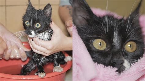 first bath for rescued kitten with hernia two days until surgery youtube
