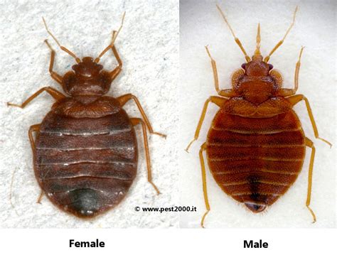 Male Bed Bug Pictures Bangdodo