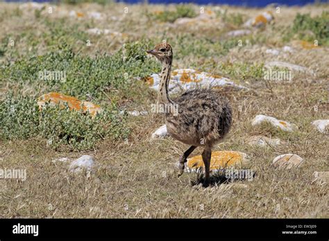 Southern Ostrich Struthio Camelus Australis Chick Walking On Coastal