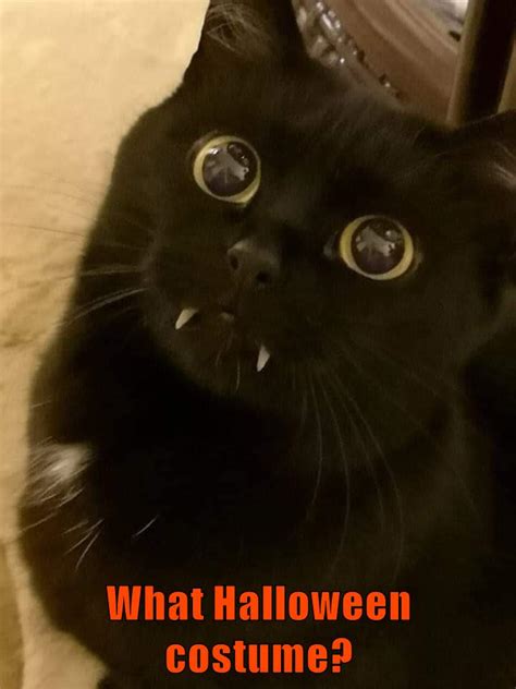 What Halloween Costume Lolcats Lol Cat Memes Funny Cats