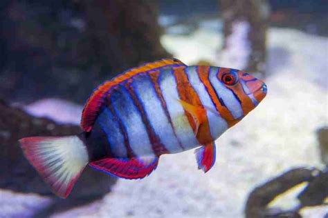 7 Most Beautiful Reef Safe Fish You Must Have For Your Aquarium