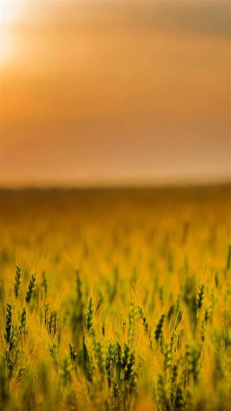 1080x1920 Cornfield Field Sunset Nature Hd Photography For Iphone