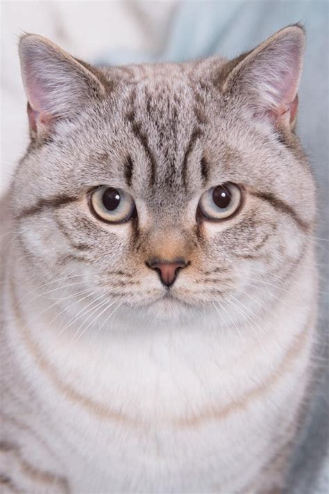 Why Are British Shorthair Cats So Expensive British Shorthair
