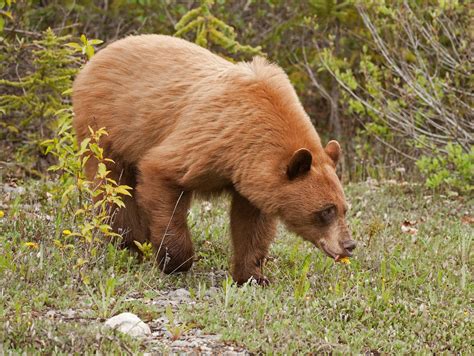 captivating cinnamon bear a stunning subspecies