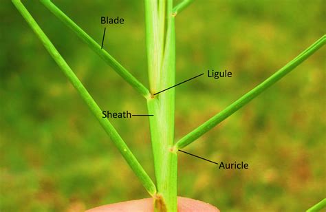 The Presence Of A Sheathing Leaf Base And Ligule Is Characteristic Ofa
