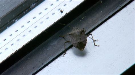 Stink Bug Invasion Why Experts Say Getting Rid Of Them Is Almost