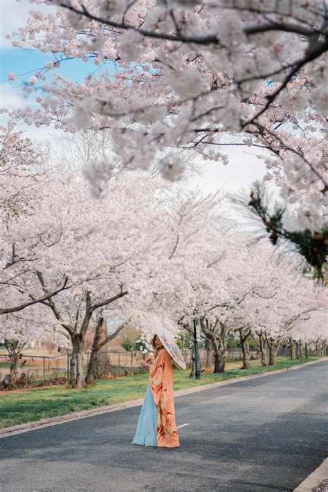 10 Secret Places For Cherry Blossoms In Washington Dc 2023
