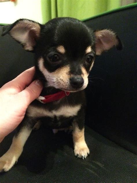 Kc Reg Smooth Coat Chihuahua Puppies In Strensall North Yorkshire