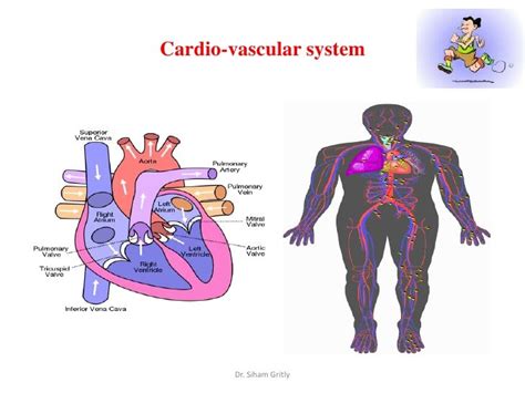 6 Response Of The Cardiovascular System To Exercise