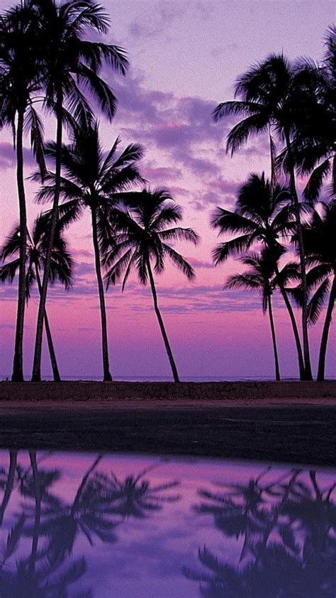 palm trees aesthetic iphone sunset wallpaper bmp wabbit