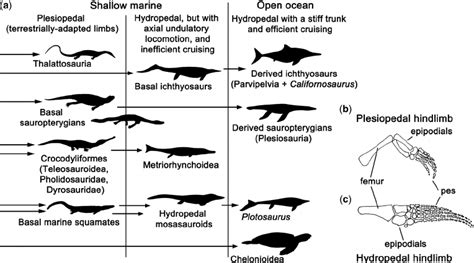 The Evolution Of Mesozoic Marine Tetrapods A Schematic