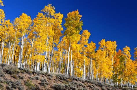 Pando The One Tree Forest