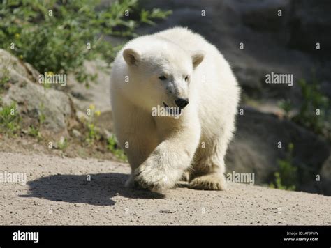 Polar Bear Ursus Maritimus Offspring Knut In The Berlin Zoo Germany
