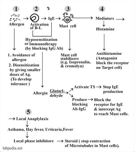 Chapter 11 Type 1 Hypersensitivity Reaction Anaphylaxis Atopy And