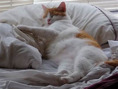 Fat Cat Cats Wallpapers Sleep Animals Wallpapersafari