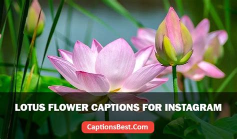 Lotus Flower Captions For Instagram With Quotes In